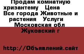 Продам комнатную хризантему › Цена ­ 250 - Все города Животные и растения » Услуги   . Московская обл.,Жуковский г.